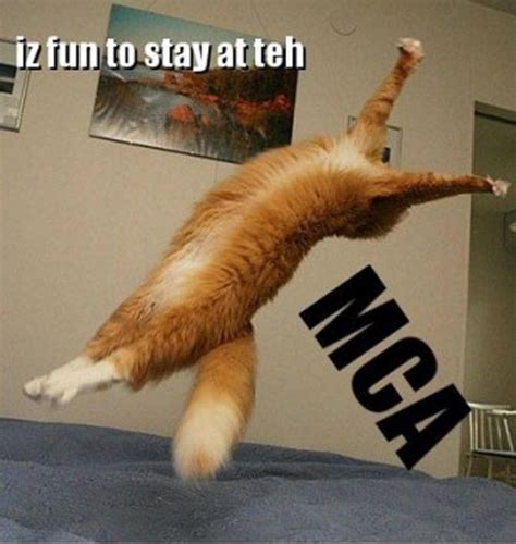 18 Funny Orange Cats | Funny cat pictures, Cat quotes funny, Cat memes