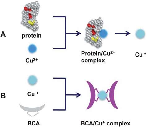 Protein Assay Methods with Principle, Advantages, Uses