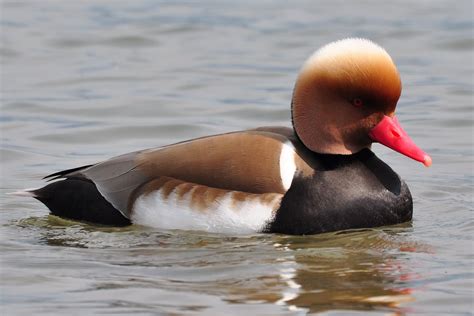 Pato de Bico Vermelho | Bird, Sea birds, Shorebirds