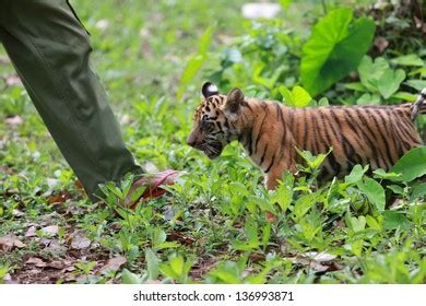 Baby Tiger Playing Stock Photo 136993871 | Shutterstock