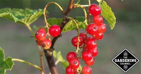 Types of Red Berries - Gardening Channel