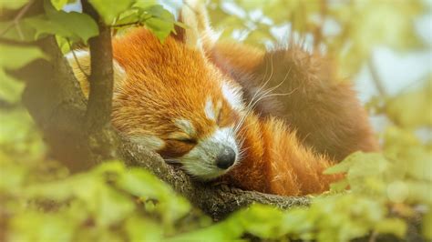 Red Panda Sleeping in a Tree - Image Abyss