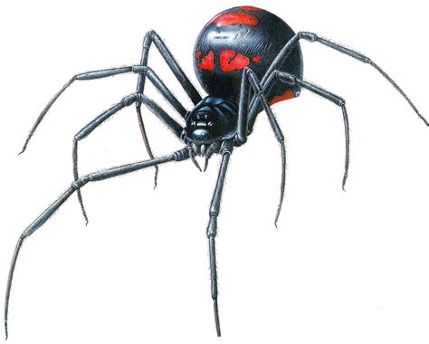 Spiders are just gross. Yuk! | Black widow spider, Widow spider, Spider art