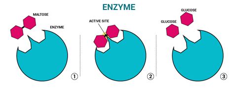 Biology: Role of Enzymes - Expii