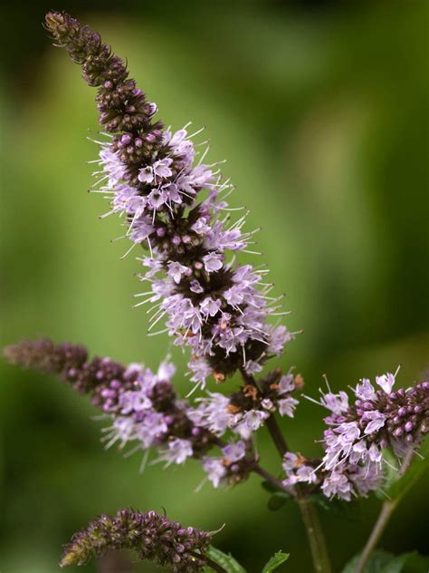 Mentha × piperita (Peppermint) - World of Flowering Plants