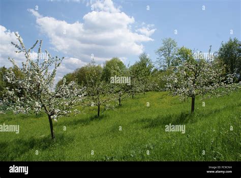 Apple trees in orchard Stock Photo - Alamy