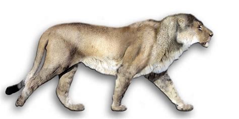 European, Eurasian cave lion | DinoAnimals.com