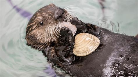 Sea Otter Eating