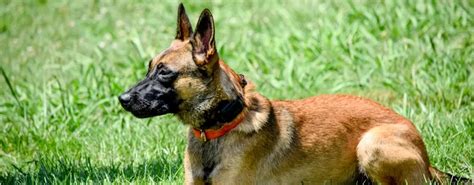 Belgian Malinois Police Dog | Tactical Police K9 Training