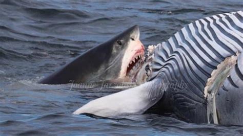 White Shark Eats Whale on Cape Cod – NBC Boston