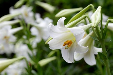 Lily | Description, Species, Uses, & Facts | Britannica