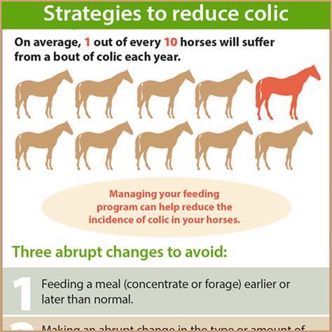 Stages Of Colic In Horses