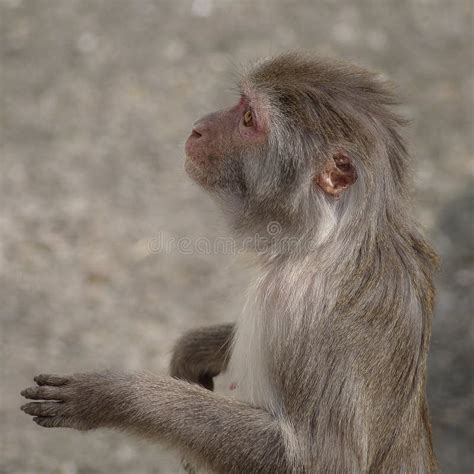 Rhesus Macaque in Close-up during Natural Behavior Stock Photo - Image ...