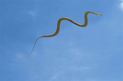 Mystery of how flying snakes move is solved by scientists