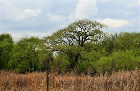 Veld,grass,dry,trees,green - free image from needpix.com