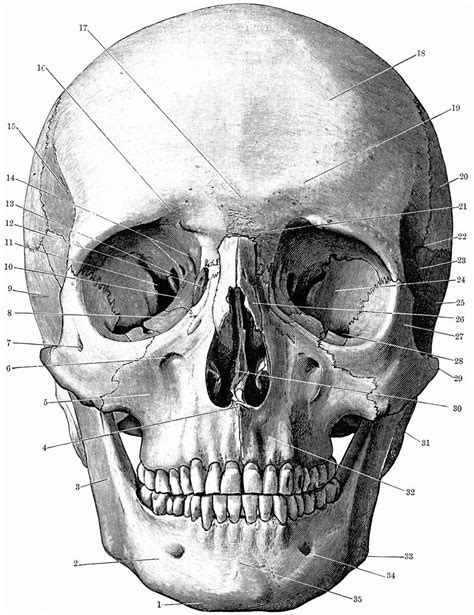 35+ Skull Coloring Pages Anatomy | Gulakapash Homeyy