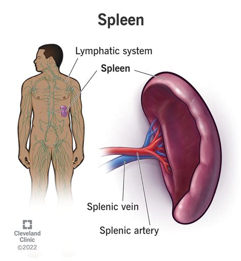 Spleen: Function, Location & Size, Possible Problems