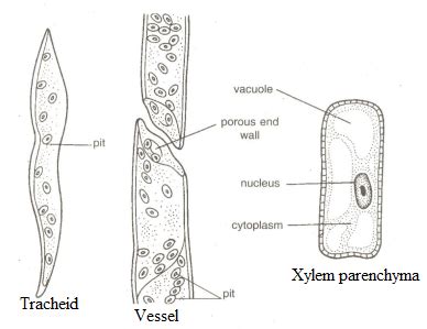 Draw a welllabelled diagram of xylem