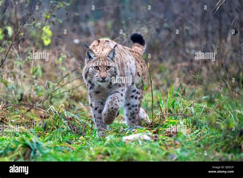 Eurasian lynx (Lynx lynx), hunting Stock Photo - Alamy