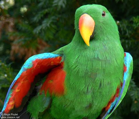 Eclectus Parrot - Eclectus roratus male adult - repo39103