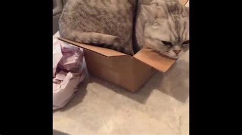 Fat cat in a little box - YouTube