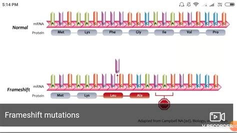 Frameshift Mutation Example