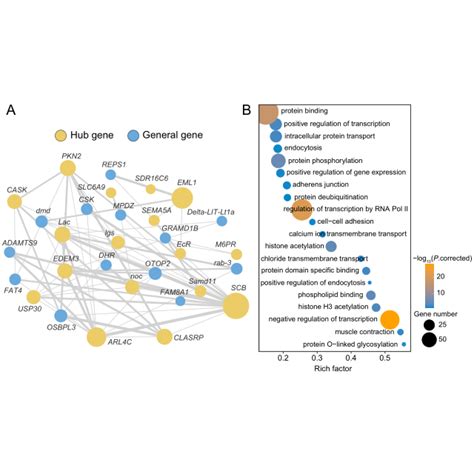 Hypotheses regarding the evolutionary derivation of spider venom ...