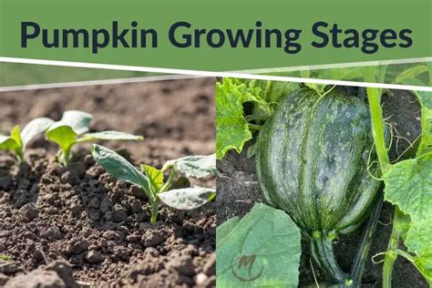 Pumpkin Growing Stages: From Seed to Harvesting 2023