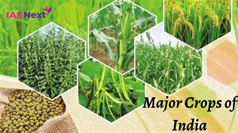 Major Crops of India