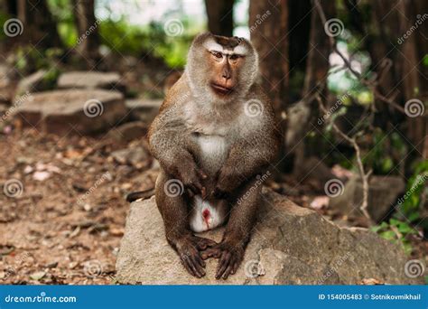 Portrait of a Wild Monkey. a Selfie of a Monkey. Macaque Looks at the ...