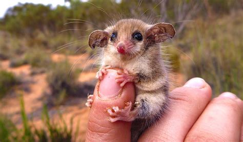 Western pygmy possum - Australian Geographic