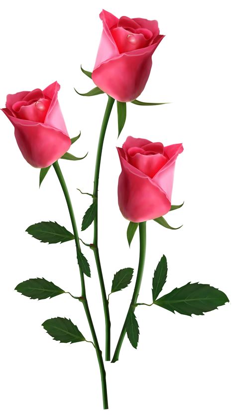 Beautiful Transparent Pink Roses PNG Clipart Picture | Gallery ...