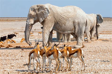 Etosha National Park Safari