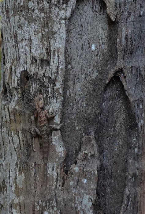 Camouflaging lizard stock photo. Image of danger, changing - 112284552