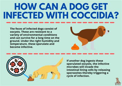 Everything To Know About Coccidia In Dogs | Bark For More