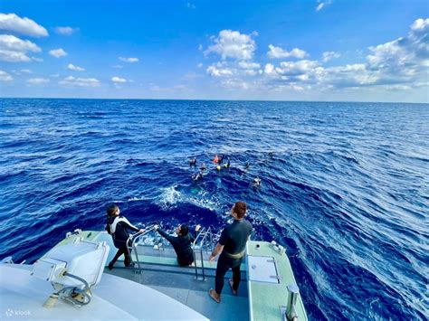 Kerama Islands snorkeling tour to swim with whales (Okinawa) - Klook ...