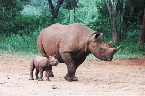 A Mother and baby rhino | Animais selvagens, Animais, Amor de mãe