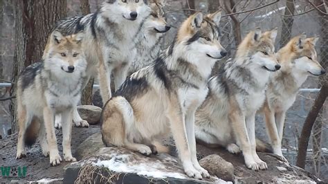 Beautiful Multigenerational Wolf Family - YouTube