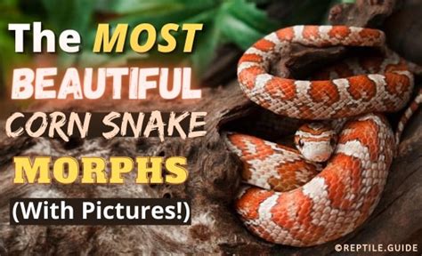 30+ Beautiful Corn Snake Morphs & Colors (With Pictures)