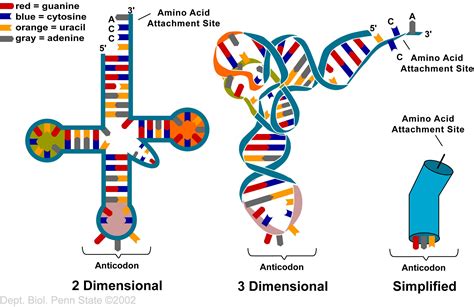 Transfer RNA (tRNA) | Teaching biology, Science biology, Cell biology