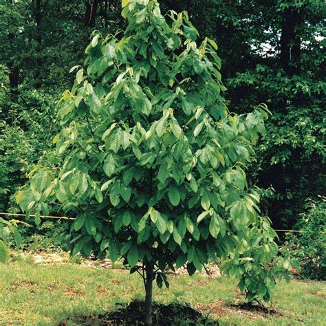 Paw Paw Tree – Green Thumbs Garden