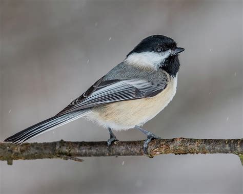 Black-Capped Chickadee In Winter Photograph by Morris Finkelstein