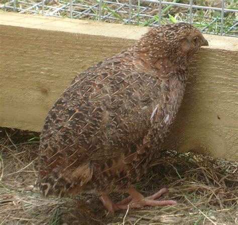 Quail Breeds | About Quail | Quails | Guide | Omlet UK