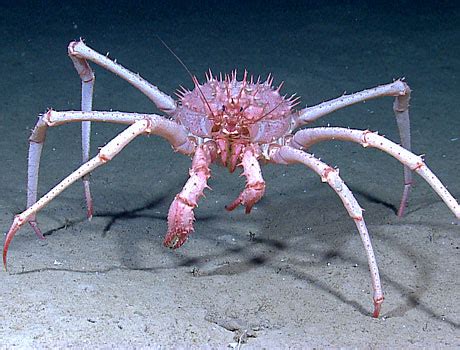 Deep Sea Lithodid Crab: Sea Gallery on Sea and Sky