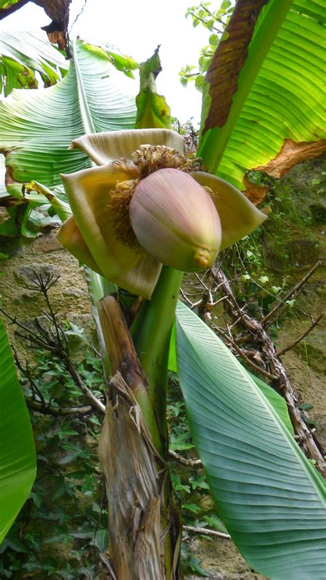 Worcester College Gardeners 2009-2018: Two Banana Plants (Musa basjoo ...