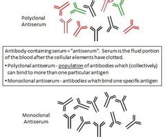 Immunology: Antigens and Antibodies Flashcards | Quizlet