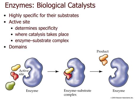 PPT - CHAPTER 6 Energy, Enzymes, and Metabolism PowerPoint Presentation ...