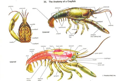 Crayfish Internal Anatomy Dissection