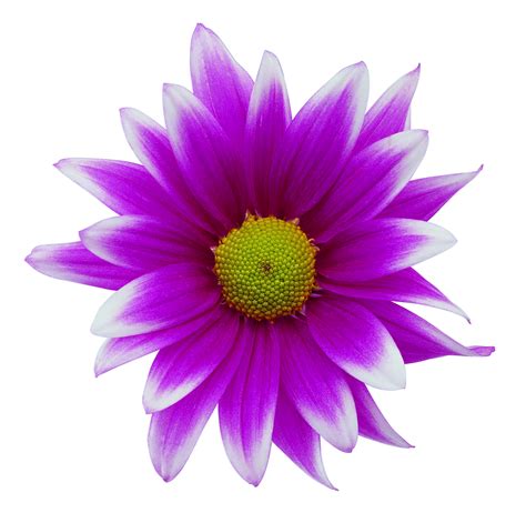 Free Purple Sunflower Cliparts, Download Free Purple Sunflower Cliparts ...