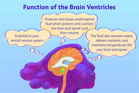 Brain Ventricles: Anatomy, Function, and Conditions